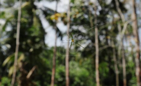 Téléchargez les photos : Vue dorsale d'une araignée de couleur verte et jaune (Leucauge Venusta), l'araignée est au centre de la toile d'araignée - en image libre de droit