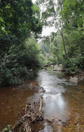 Foto de Una vista vertical de un río afluente de Sri Lanka con una pequeña cantidad de agua clara que fluye y revela el lecho del río, incluyendo piedras y escombros - Imagen libre de derechos