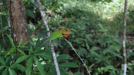 Foto de Un lagarto de bosque verde común macho (Calotes Calotes) con cabeza de color naranja en temporada de reproducción está mirando hacia abajo sentado en la parte superior de un tallo de árbol - Imagen libre de derechos