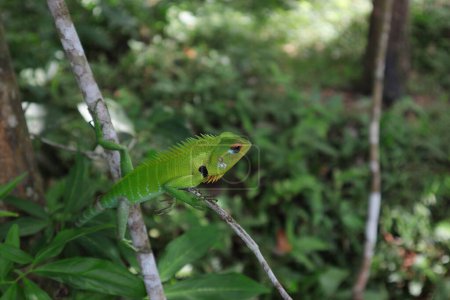 Foto de Un lagarto de bosque verde común (Calotes Calotes) con cara curiosa está mirando algo muy lejos - Imagen libre de derechos