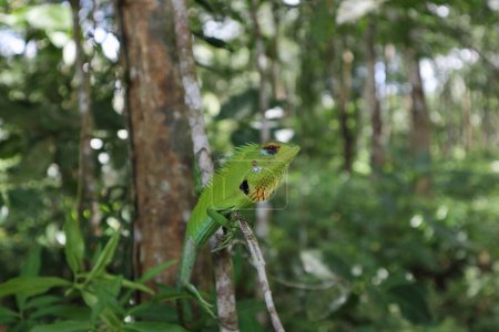 Téléchargez les photos : Un joli visage de lézard vert commun (Calotes Calotes) assis sur le dessus d'une tige d'une plante sauvage au Sri Lanka - en image libre de droit