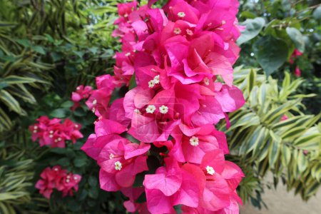 Téléchargez les photos : Gros plan du bouquet de fleurs violettes de Bougainvillea (Bougainvillea Spectabilis) avec les petites fleurs blanches à l'intérieur du jardin. - en image libre de droit