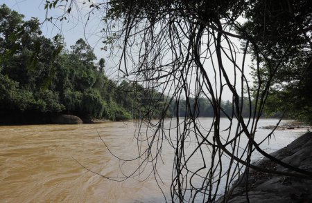 Foto de Vista del río a través de los tallos de vid silvestre colgantes en la orilla del río Kalu Ganga en Sri Lanka - Imagen libre de derechos