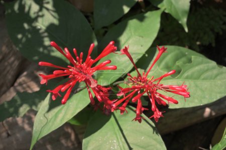 Mini-Trompete oder trichterförmige rote Blüten, bekannt als Firespike (Odontonema Tubaeforme))