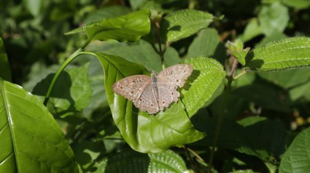 Téléchargez les photos : Un papillon gris panse (Junonia Atlites) avec des ailes déployées perchées sur le dessus d'une feuille de caféier dans une zone sauvage - en image libre de droit