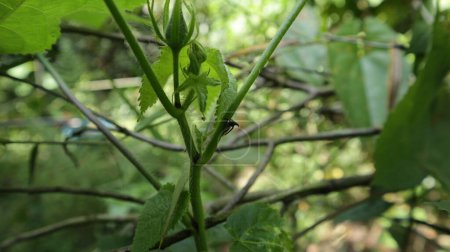 Téléchargez les photos : Un minuscule insecte de l'épinette (aussi connu sous le nom de cicadelle) est assis verticalement sur une tige poilue d'une plante d'Okra musqué (Abelmoschus Moschatus) dans le jardin. - en image libre de droit
