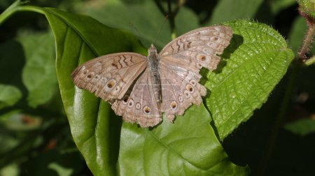 Téléchargez les photos : Gros plan d'une vue dorsale du dessus d'un papillon gris panope (Junonia Atlites) perché sur le dessus d'une feuille - en image libre de droit