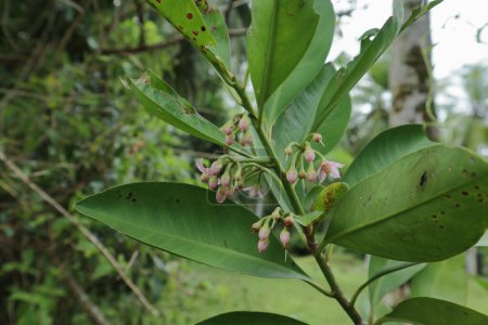 Téléchargez les photos : Une vue sur les rameaux Ardisia Elliptica (Balu Dan) avec des grappes florissantes de fleurs roses et des feuilles vertes - en image libre de droit