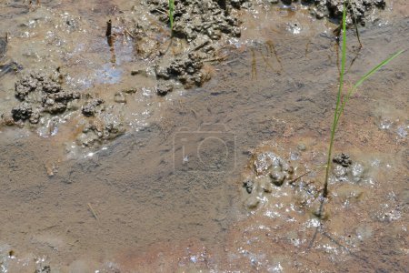 Photo for A group of tiny baby fishes swimming on a small and narrow rush of water flowing gap between growing Rice plants in wet mud in a rice field, earth worm's soil fertility activity also visible on mud - Royalty Free Image