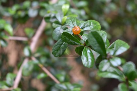 Téléchargez les photos : Un théier philippin (Ehretia Microphylla) minuscule fruit mûr cultivé sur une brindille - en image libre de droit