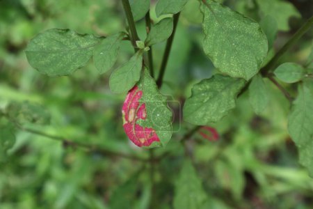 Téléchargez les photos : Vue de dessus d'angle élevé d'une brindille de plante de fleur de paille de Prickly, cette brindille contient une feuille mourante et devient sa couleur pourpre mélangée rouge - en image libre de droit