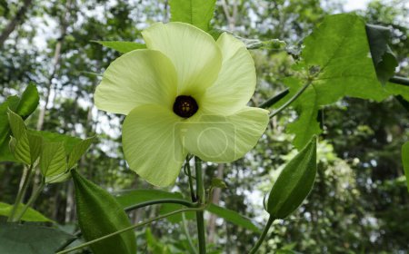 Téléchargez les photos : Vue en angle bas d'une mauve musquée (Abelmoschus Moschatus), la plante a une fleur jaune fleurie et des fruits verts immatures dans une zone sauvage - en image libre de droit