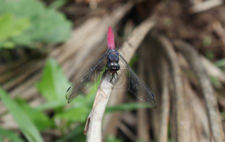 Photo for Front view of a male Crimson tailed marsh hawk dragonfly perched on top of an elevated dry coconut leaf - Royalty Free Image