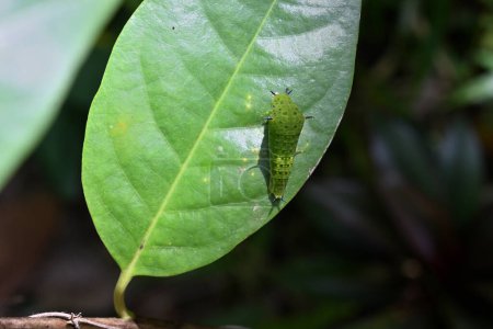 Téléchargez les photos : Une chenille à queue verte Jay au quatrième stade de croissance à la surface d'une feuille verte. Vue du haut - en image libre de droit