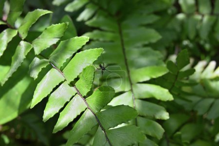Téléchargez les photos : Vue aérienne d'une petite araignée de couleur entièrement noire assise dans sa petite toile composée de quelques feuilles individuelles de fougères Maidenhair - en image libre de droit