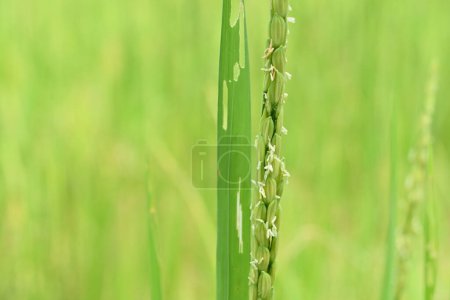 Foto de Vista de cerca de una joven inflorescencia de arroz con las florecientes flores de arroz - Imagen libre de derechos