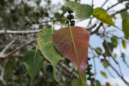 Photo for Close up view of the freshly growing leaves of a Sacred Fig (Ficus Religiosa) tree twig - Royalty Free Image