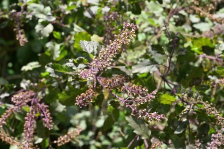 High angle view of a Holy Basil (Ocimum Tenuiflorum) inflorescence blooms in the home garden