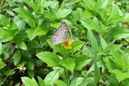 Téléchargez les photos : Vue en angle élevé d'un papillon gris panse (Junonia Atlites) ouvrant ses ailes sur une fleur de Wedelia jaune - en image libre de droit