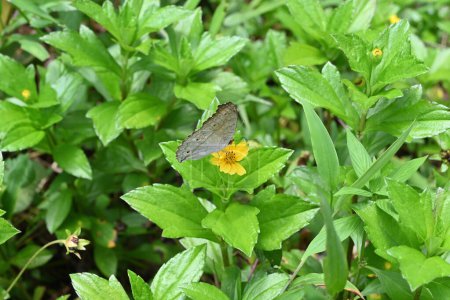 Téléchargez les photos : Vue ventrale à grand angle d'un papillon gris panse (Junonia Atlites) recueillant le nectar d'une fleur de Wedelia (Sphagneticola Trilobata) - en image libre de droit