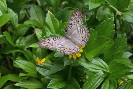 Téléchargez les photos : Vue en angle élevé d'un papillon gris pâle (Junonia Atlites) déployant ses ailes assis sur une fleur de Wedelia (Sphagneticola Trilobata)) - en image libre de droit