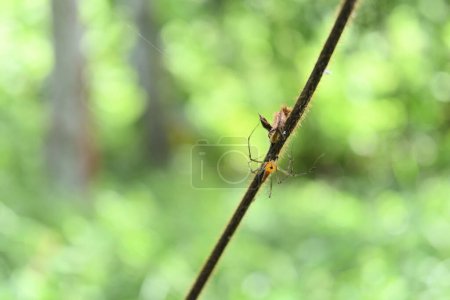 Téléchargez les photos : Vue de mise au point douce d'une araignée de couleur orange connue sous le nom d'araignée Lynx rayée assise sur une tige de vigne poilue - en image libre de droit