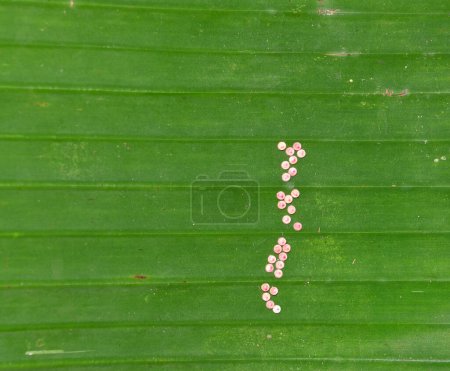 Photo for View of a Banana leaf with the developing tiny pinkish color land snail eggs clusters on the surface of the leaf - Royalty Free Image