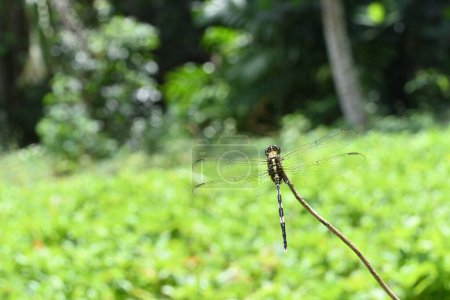 Téléchargez les photos : Vue de l'arrière dorsal d'une libellule Green Marsh Hawk perchée au sommet d'une tige surélevée - en image libre de droit