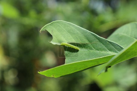 Téléchargez les photos : Vue d'une chenille jaune d'herbe commune (Eurema Hecabe) de couleur verte immature à la surface d'une feuille de fenouil (Senna Tora) - en image libre de droit