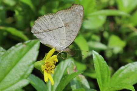 Téléchargez les photos : Belle face ventrale vue rapprochée d'un papillon Pansy Gris (Junonia Atlites) essayant de recueillir le nectar d'une fleur de Marguerite de Singapour - en image libre de droit