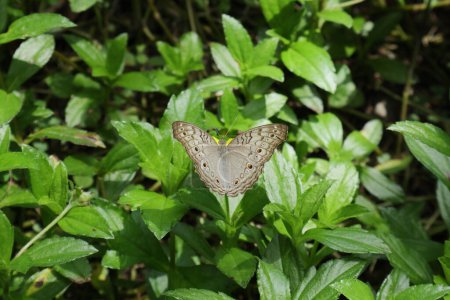 Téléchargez les photos : Vue latérale supérieure à angle élevé d'un papillon gris panse (Junonia Atlites) ouvrant ses ailes sur une fleur de marguerite traînante - en image libre de droit