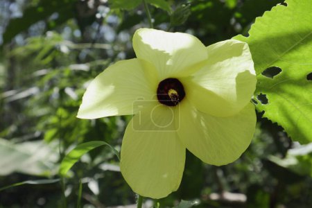Photo for View of the pollen of a large yellow color Ornamental Okra (Abelmoschus Moschatus) flower bloomed in the home garden - Royalty Free Image