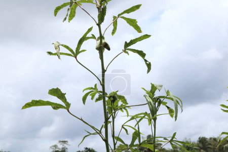 Foto de Vista de una planta débil de Okra con una fruta madura estropeada con agujeros de gusano. Esta planta Okra de menor crecimiento tiene pocos frutos inmaduros - Imagen libre de derechos