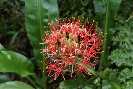 Photo for A rain soaked blooming inflorescence of a fireball lily flower (Scadoxus Multiflorus) with the water drops on the thin red petals - Royalty Free Image