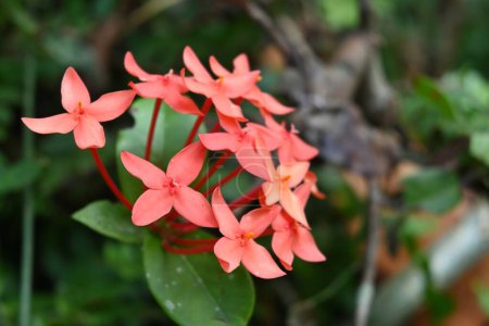 Foto de Vista de cerca de un racimo de flores rojas de geranio de la selva (Ixora Coccinea) - Imagen libre de derechos