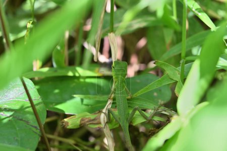 Téléchargez les photos : Vue dorsale d'un lézard forestier commun immature (Calotes Calotes), assis sur le dessus des feuilles d'herbe. Belle vue de l'arrière du bébé lézard - en image libre de droit
