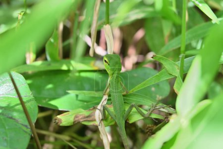 Téléchargez les photos : Vue arrière d'un petit lézard vert commun immature, tournant la tête et regardant en arrière tout en étant assis sur le dessus des feuilles d'herbe près du niveau du sol dans une zone forestière au Sri Lanka - en image libre de droit