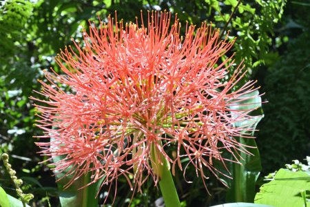 Photo for Closeup side view of a globe shaped red flower inflorescence known as the Fireball lily (Scadoxus Multiflorus) bloom in the garden - Royalty Free Image