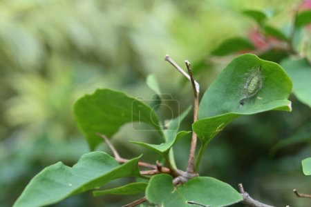 Photo for Angle view of a hairy moth cocoon with a green color larva inside is on a Bougainvillea leaf - Royalty Free Image