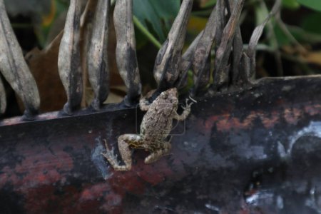 Téléchargez les photos : Vue dorsale à angle élevé d'une grenouille-grillon à longues pattes (Minervarya Syhadrensis) assise à la surface d'une tige de palmier tombé - en image libre de droit