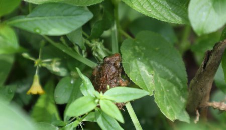 Téléchargez les photos : Vue en angle élevé d'une grenouille grillon à longues pattes (Minervarya Syhadrensis) se cache entre des plantes sauvages poussant sur le sol dans un endroit humide - en image libre de droit