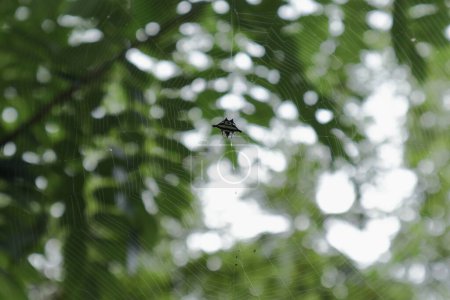 Téléchargez les photos : Vue dorsale d'une araignée de crabe épineuse noire et blanche connue sous le nom de tisserand orbe épineux (Gasteracantha Cancriformis) sur sa toile d'araignée. L'araignée épineuse tenant une proie - en image libre de droit