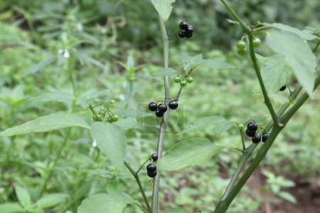 Téléchargez les photos : Baies mûres et non mûres d'une plante de morelle noire dans une pelouse. C'est une plante toxique. - en image libre de droit