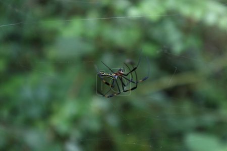 Photo for Side view of a female Giant golden orb weaver spider (Nephila Pilipes) is walking by the several legs by grabbing the silky lines on the edge of the spider web toward center - Royalty Free Image
