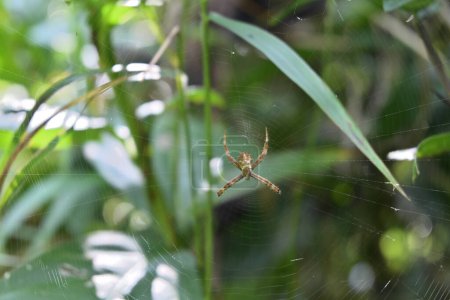 Téléchargez les photos : Vue dorsale d'une petite araignée croisée juvénile de St. Andrew's (Argiope Keyserlingi) assise sur son petit filet d'araignée construit entre des plantes d'herbe - en image libre de droit