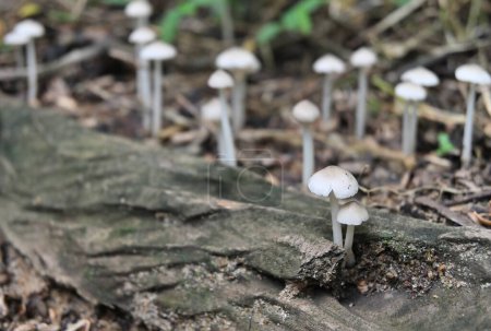 Téléchargez les photos : Deux petits champignons blancs (Termitomyces Microcarpus) fleurissent à l'intérieur d'un trou d'un tronc d'arbre mort tombé sur le sol. Plusieurs champignons de la même variété fleurissent sur le sol dans le fond flou - en image libre de droit