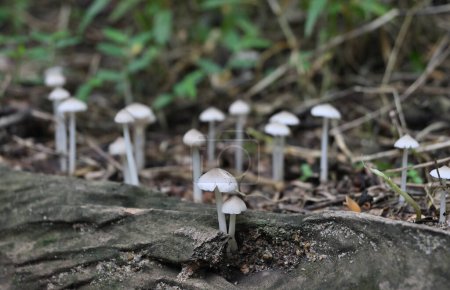 Téléchargez les photos : Une vue au niveau du sol montre Termitomyces Microcarpus champignons fleurissant à la surface d'une tige d'arbre mort et au-delà dans le fond flou - en image libre de droit