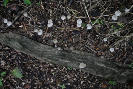 Téléchargez les photos : Vue de dessus des petits Termitomyces blancs Microcarpus champignons poussant en groupe à la surface d'un sol où l'humidité place dans la cour arrière - en image libre de droit
