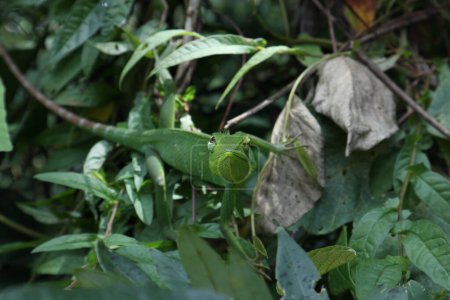 Téléchargez les photos : Vue de face d'un curieux visage d'une femelle lézard des forêts vertes (Calotes Calotes) levant les yeux assis au sommet d'un buisson sauvage - en image libre de droit