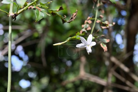 Photo for A fragrant white colored Royal jasmine flower (Jasminum grandiflorum) bloomed throughout the night time and now is in direct sunlight. This plant has several names like Spanish jasmine, Saman Pichcha - Royalty Free Image